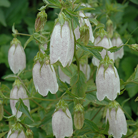 Plant Photo 7