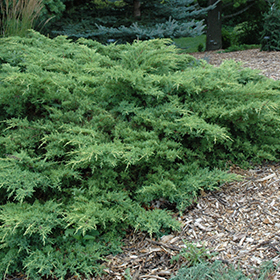 Evergreen Shrub Photo