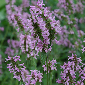 Plant Photo 10