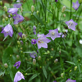 Plant Photo 10