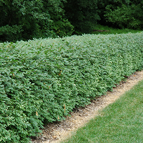 Hedge Shrub Photo