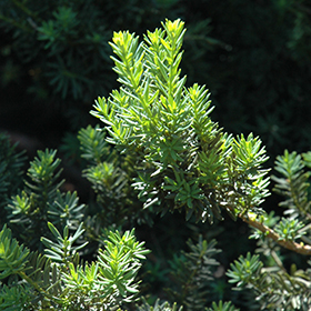 Plant Photo 9
