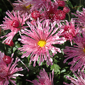 Plant Photo 10