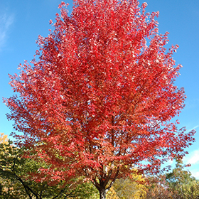 Tree Photo