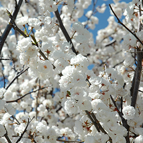 Flowering Tree Photo