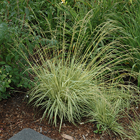 Plant Photo 10