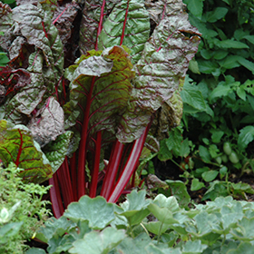 Edible Plant Photo