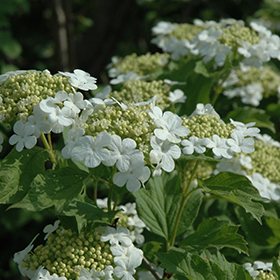 Plant Photo 4
