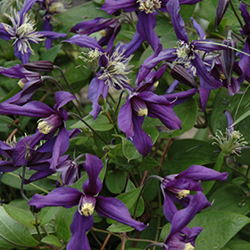 Plant Photo 6