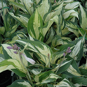 Plant Photo 3