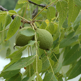 Nut Tree Photo