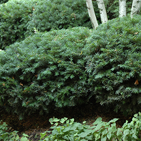 Plant Photo 7