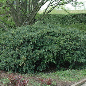 Plant Photo 3