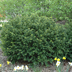 Plant Photo 6