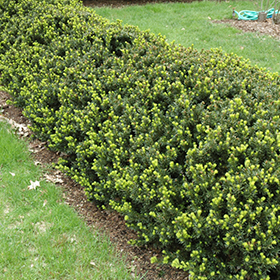 Plant Photo 6