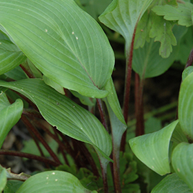 Plant Photo 6