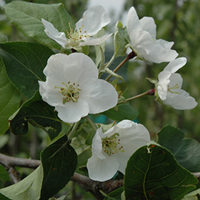 Plant Photo 9