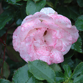 Plant Photo 7