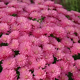 Plant Photo 1