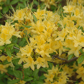 Plant Photo 8