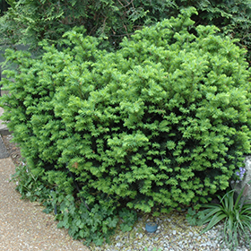 Plant Photo 2