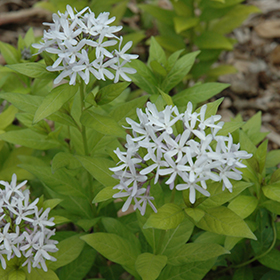 Plant Photo 10