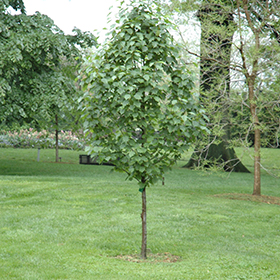 Plant Photo 2