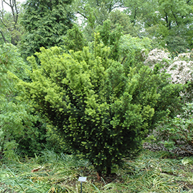 Plant Photo 3