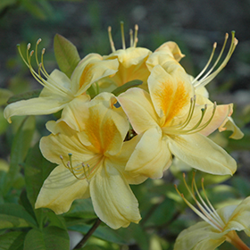 Plant Photo 8