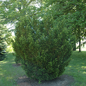 Plant Photo 5
