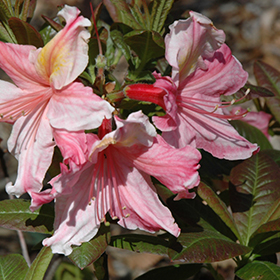 Plant Photo 2