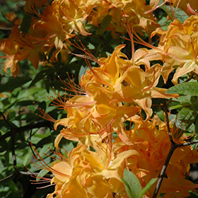 Plant Photo 1
