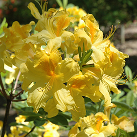 Plant Photo 4