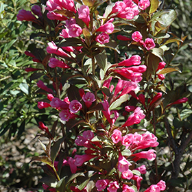 Plant Photo 1