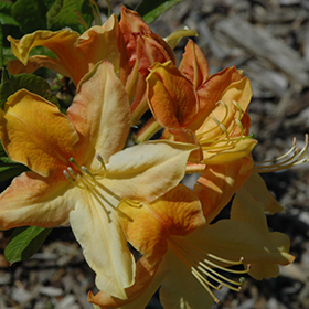 Plant Photo 6