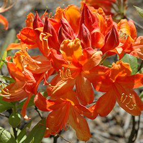 Plant Photo 8