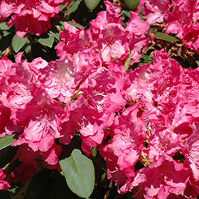 Plant Photo 6