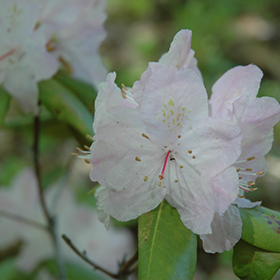 Plant Photo 10