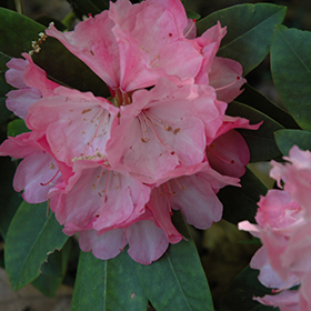 Plant Photo 5