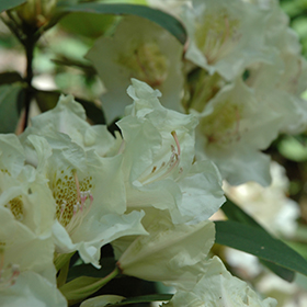 Plant Photo 9