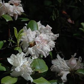 Plant Photo 8
