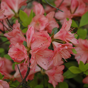 Plant Photo 2