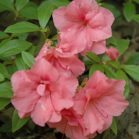 Plant Photo 3