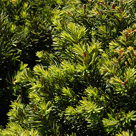 Plant Photo 2