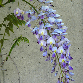 Plant Photo 2