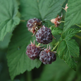 Plant Photo 5