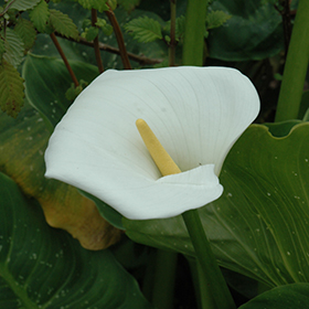 Plant Photo 9