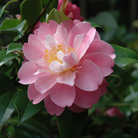 Plant Photo 10