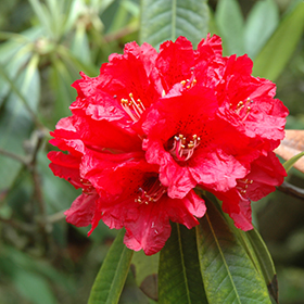 Plant Photo 1