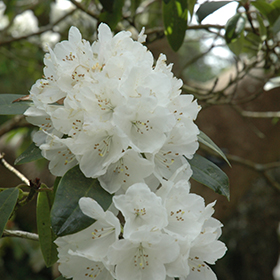 Plant Photo 1